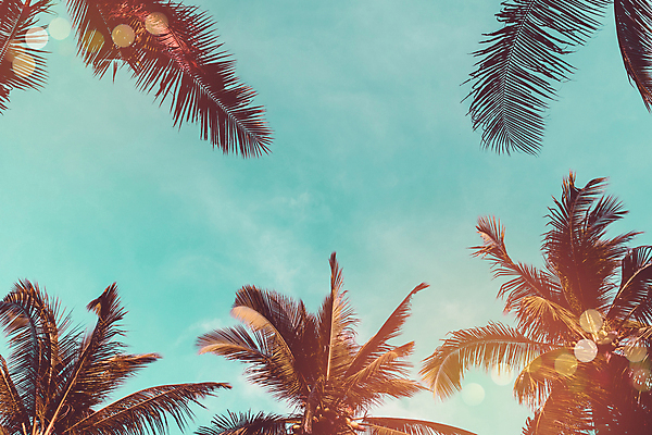 포토 JPG 해외이미지 주간 로우앵글 하늘 사람없음 야외 여름 야자수 여름풍경 야자수잎 해외포토 자연요소 나무 계절 뷰포인트 잎 풍경 파일형식 여름_계절 이미지허브