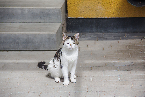 포토 JPG 해외이미지 포옹 수염 사람없음 노란색 고양이 회색 코트 흰색 모피 육식동물 발톱 숙취 해외포토 동물 컬러 포유류 안기 발 반려동물 외투 파일형식 이미지허브