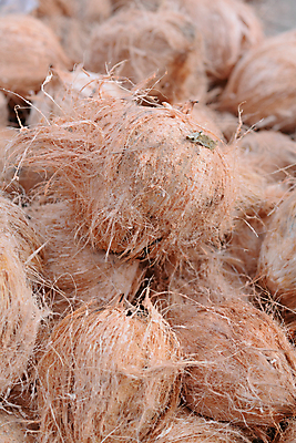 포토 JPG 해외이미지 모양 식물 음식 백그라운드 농업 다이어트 과일 재료 태국 자연 건강 요리 사람없음 야외 주방 수확 껍질 신선 거친 그룹 시장 먹기 허브 유기농 코코넛 섬유 흙더미 내추럴 무생채 숙성 비건 해외포토 웰빙 산업 아시아 모션 흙 직물 생태계 채식주의자 파일형식 더미 이미지허브