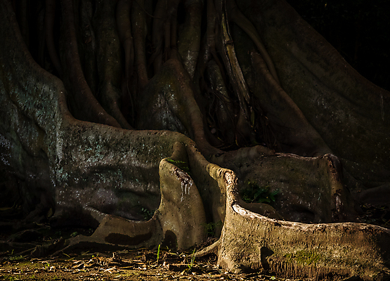 포토 JPG 해외이미지 나무 식물 계절 공원 길 자연 풍경 사람없음 야외 초록색 여름 정원 침묵 봄 도전 확대 숲 큼 오솔길 포르투갈 뿌리 번짐 탐사 거인 무화과 옛날 그리너리 해외포토 공공시설 유럽 컬러 과일 소리 크기 생태계 파일형식 트랜드컬러 효과이미지허브 
