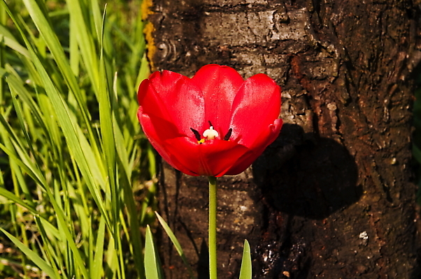 포토 JPG 해외이미지 나무 식물 계절 꽃잎 꽃 줄기 백그라운드 꽃무늬 밭 자연 휴가 부활절 발렌타인데이 선물 사랑 사람없음 빨간색 초록색 컬러풀 태양 머리 정원 봄 튤립 성장 벚꽃 축하 신선 내추럴 해외포토 자연요소 기념일 감정 컬러 컨셉 무늬 농업 데이이벤트 신체부위 생태계 파일형식 이미지허브