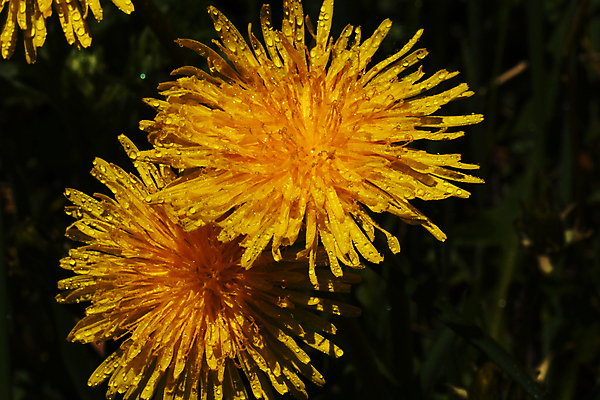 포토 JPG 해외이미지 식물 꽃 자연 사람없음 숲 민들레 그리너리 해외포토 생태계 파일형식 트랜드컬러 이미지허브