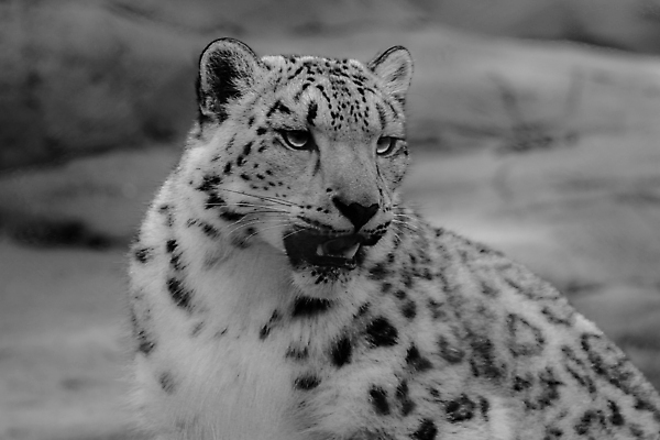 포토 JPG 해외이미지 주간 한마리 야생동물 아프리카 자연 흑백 사람없음 야외 아웃포커스 맹수 표범 해외포토 자연요소 동물 1 나라 포유류 촬영기법 생태계 파일형식 이미지허브