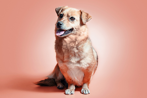 포토 JPG 해외이미지 동물 행복 미소 웃음 앉기 성인 사람없음 빨간색 반려동물 기쁨 황금 개 송곳니 동물상 입양 해외포토 감정 컬러 포유류 모션 표정 사람 조형물 치아 파일형식 이미지허브