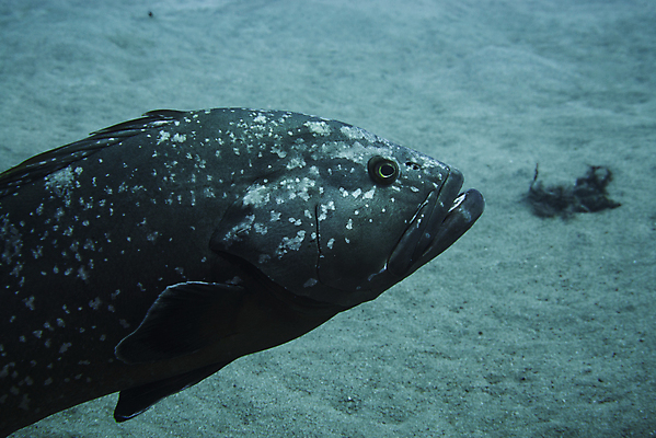 포토 JPG 해외이미지 동물 바다 섬 학교 자연 낚시 어류 사람없음 빨간색 물 파란색 바닷속 수중 수영 흰색 그룹 산호 잠수부 큼 생태계 다이빙 암초 수족관 거인 내추럴 깊이 해외포토 자연요소 교육 컬러 레저 수중동물 수상스포츠 자포동물 전문직 크기 수중스포츠 파일형식 이미지허브