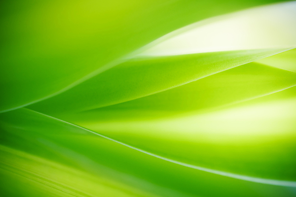 포토 JPG 해외이미지 나무 식물 계절 백그라운드 컨셉 잎 패턴 자연 벽지 추상 잔디 사람없음 초록색 빛 컬러풀 햇빛 태양 우주 환경 정원 맑음 봄 성장 신선 숲 질감 보케 부드러움 내추럴 블러 생태학 지구의날 카피스페이스 그리너리 효과 해외포토 자연요소 교육 기념일 컬러 무늬 날씨 공백 감각 생태계 파일형식 트랜드컬러 이미지허브