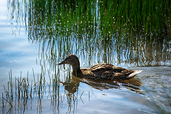포토 JPG 해외이미지 동물 공원 남자 호수 야생동물 백그라운드 자연 조류 오리 사람없음 야외 초록색 물 강 햇빛 갈색 수영 흰색 연못 그룹 깃털 부리 청둥오리 내추럴 해외포토 자연요소 공공시설 컬러 사람 태양 수상스포츠 생태계 파일형식 이미지허브