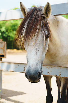 포토 JPG 해외이미지 동물 1 포유류 자연 사람없음 농장 갈색 머리 목장 흰색 시골 싱글 외양간 고립 해외포토 컬러 농업 신체부위 생태계 파일형식 이미지허브