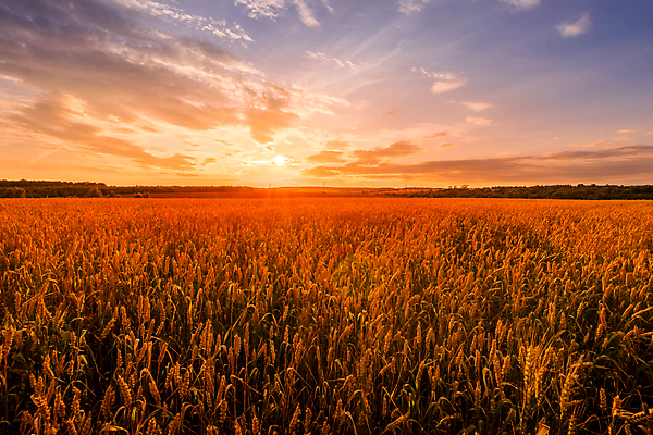 포토 JPG 해외이미지 식물 구름 계절 음식 백그라운드 밭 농업 오렌지 자연 하늘 씨앗 풍경 사람없음 여름 울타리 햇빛 태양 농장 농경지 노란색 일출 맑음 일몰 수확 성장 가을 시골 황금 저녁 낟알 시리얼 밀 장면 내추럴 호밀 수평선 해외포토 자연요소 산업 컬러 과일 날씨 곡류 담장 노을 야간 생태계 파일형식 이미지허브