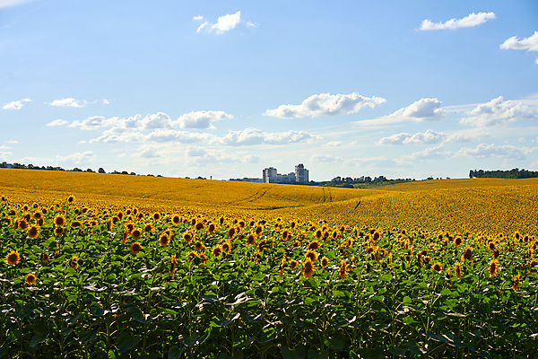 포토 JPG 해외이미지 식물 구름 계절 꽃잎 꽃 백그라운드 잎 꽃무늬 밭 농업 자연 하늘 해바라기 씨앗 풍경 사람없음 초록색 여름 농작물 햇빛 태양 농장 노란색 맑음 수확 성장 벚꽃 시골 개화 황금 땅 장면 꽃가루 밭일 수평선 해외포토 자연요소 산업 컬러 무늬 날씨 가루 생태계 파일형식 이미지허브
