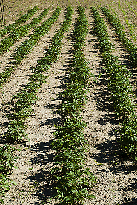 포토 JPG 해외이미지 식물 계절 지구 음식 백그라운드 잎 농업 채소 자연 감자 건강 사람없음 초록색 농작물 농장 정원 봄 성장 시골 땅 유기농 원예 먼지 땅바닥 밭일 세련 해외포토 웰빙 산업 컬러 바닥 취미 생태계 파일형식 이미지허브