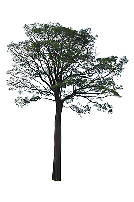 포토 JPG 해외이미지 나무 식물 1 계절 줄기 백그라운드 낙엽 잎 자연 추상 왕관 따뜻함 사람없음 야외 목재 초록색 환경 맑음 봄 성장 흰색 나뭇가지 신선 고독 숲 큼 열대우림 자르기 오브젝트 싱글 흰배경 에코 유기농 나무껍질 내추럴 고립 생태학 그리너리 해외포토 웰빙 교육 감정 컬러 무늬 재료 모션 날씨 껍질 크기 생태계 파일형식 트랜드컬러 이미지허브