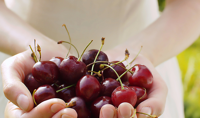 포토 JPG 해외이미지 식물 백인 여자 열매 음식 백그라운드 잎 농업 과일 자연 건강 관리 사람없음 야외 빨간색 여름 농장 마을 정원 성장 시골 신선 체리 닫기 맛 농부 먹기 유기농 원예 날것 내추럴 밭일 숙성 채식주의자 해외포토 서양인 직업 웰빙 계절 산업 컬러 컨셉 모션 사람 취미 생태계 채식 파일형식 이미지허브