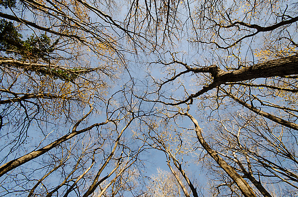 포토 JPG 해외이미지 나무 식물 계절 공원 백그라운드 잎 겨울 자연 하늘 바닥 풍경 사람없음 야외 목재 초록색 파란색 빛 햇빛 환경 성장 가을 흰색 나뭇가지 시골 소나무 숲 큼 아래 질감 지역 상록수 침엽수 내추럴 삼나무 아제르바이잔 옛날 해외포토 공공시설 나라 컬러 재료 태양 크기 방향 생태계 위치 파일형식 이미지허브