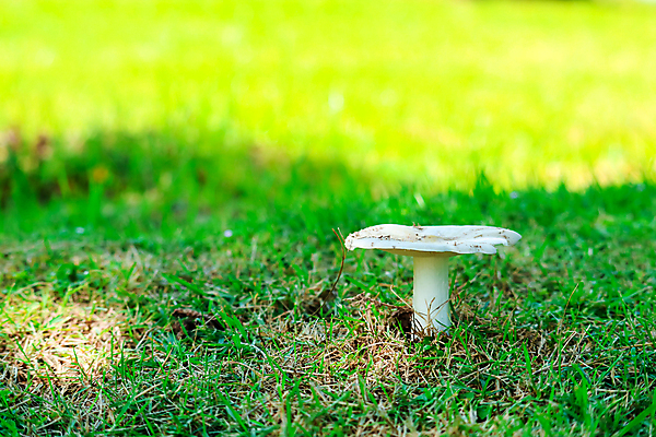 포토 JPG 해외이미지 주간 자연 근접촬영 잔디 사람없음 야외 버섯 비 숲속 해외포토 자연요소 식물 뷰포인트 날씨 숲 생태계 파일형식 이미지허브