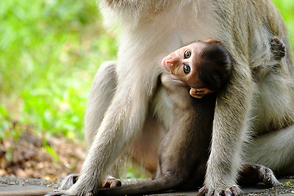 포토 JPG 해외이미지 동물 시선 여자 남자 아시아 얼굴 야생동물 어린이 분홍색 잎 장난 포유류 가족 태국 자연 엄마 사랑 앉기 사람없음 갈색 머리 우유 원숭이 아기 숲 작음 모피 먹기 보케 솜털 유인원 토막 수유 전국 해외포토 식물 감정 나라 컬러 관계 모션 유제품 사람 신체부위 크기 생태계 파일형식 이미지허브
