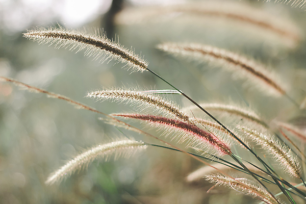 포토 JPG 해외이미지 식물 계절 꽃 백그라운드 꽃무늬 밭 자연 하늘 아침 추상 풍경 사람없음 야외 빨간색 초록색 여름 파란색 빛 컬러풀 햇빛 태양 노란색 일출 환경 정원 맑음 일몰 봄 새벽 벚꽃 흰색 신선 개화 부드러움 내추럴 해외포토 주간 자연요소 컬러 무늬 농업 날씨 노을 감각 생태계 파일형식 이미지허브