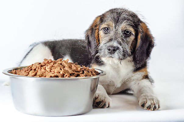 포토 JPG 해외이미지 동물 행복 음식 사람없음 반려동물 거친 사발 개 강아지 먹이 먹기 배고픔 가득함 흰배경 고립 수유 해외포토 감정 백그라운드 포유류 모션 흰색 사기그릇 파일형식 이미지허브