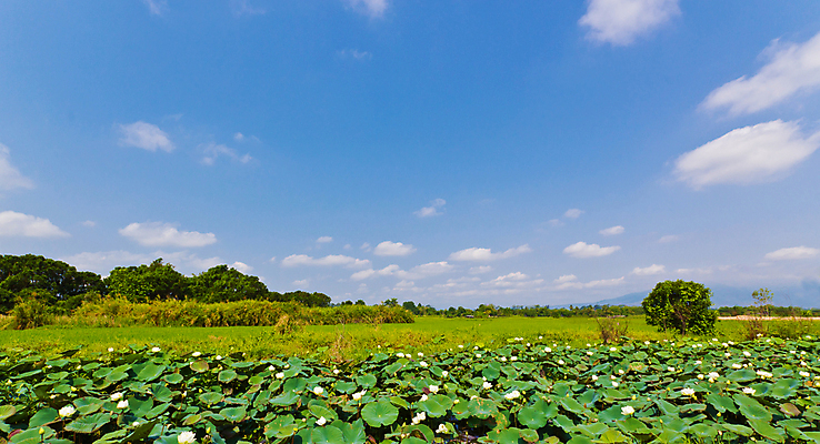 포토 JPG 해외이미지 주간 나무 식물 꽃 잎 하늘 연꽃 풍경 사람없음 초록색 파란색 햇빛 시골 연못 해외포토 자연요소 컬러 태양 파일형식 이미지허브