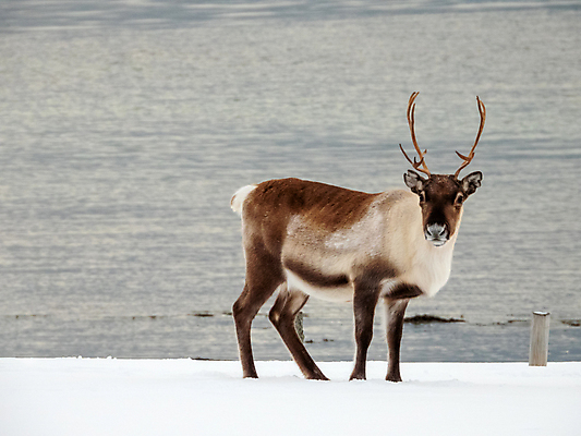 포토 JPG 해외이미지 주간 야생동물 겨울 사슴 노르웨이 풍경 사람없음 야외 스칸디나비아 해외포토 자연요소 동물 계절 유럽 포유류 파일형식 이미지허브