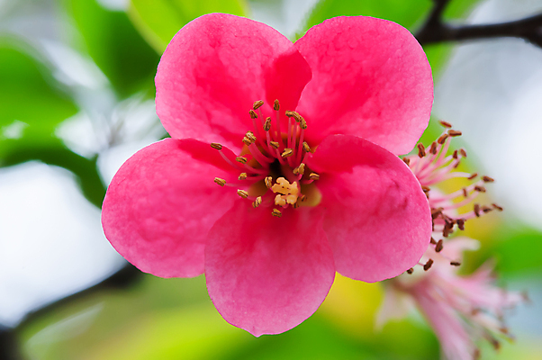 포토 JPG 해외이미지 나무 식물 디자인 계절 꽃잎 꽃 분홍색 잎 꽃무늬 자연 미술 동양인 사람없음 장식 빨간색 초록색 정원 일본 중국 봄 벚꽃 흰색 나뭇가지 개화 체리 우아함 사과 복숭아 동쪽 자두 내추럴 엘리먼트 해외포토 아시아 컬러 컨셉 무늬 과일 문화예술 인종 방향 생태계 파일형식 이미지허브