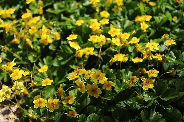 포토 JPG 해외이미지 식물 꽃 밭 자연 사람없음 노란색 정원 개화 내추럴 해외포토 컬러 농업 생태계 파일형식 이미지허브