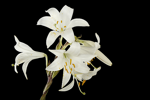 포토 JPG 해외이미지 식물 꽃잎 꽃 결혼 꽃무늬 자연 사람없음 여름 머리 검은색 화목 봄 성장 벚꽃 흰색 우아함 백합 순수 묘사 냄새 꽃가루 꽃수술 해외포토 계절 컬러 컨셉 무늬 이벤트 신체부위 가루 생태계 파일형식 이미지허브