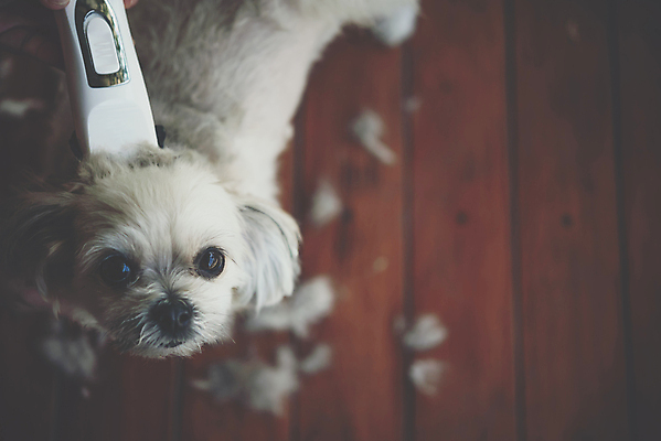 포토 JPG 해외이미지 한마리 응시 털 실내 사람없음 아웃포커스 하이앵글 귀여움 강아지 바리깡 애견미용 애견미용사 나무배경 해외포토 1 시선 뷰포인트 백그라운드 컨셉 촬영기법 내부 반려동물 뷰티 개 미용사 파일형식 이미지허브