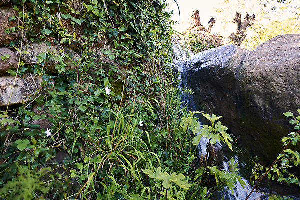 포토 JPG 해외이미지 식물 선 잎 모션 자연 이끼 풍경 사람없음 야외 목재 초록색 물 강 평화 귀여움 환경 폭포 촉촉함 흐름 안개 바위 시골 신선 만 개울 떨어짐 숲 실크 순수 묘사 부식 생태계 장면 내추럴 생태학 이국적 추출 파라다이스 현재 해외포토 자연요소 나무 교육 컬러 컨셉 재료 날씨 젖음 직물 파일형식 이미지허브