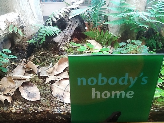 포토 JPG 해외이미지 동물 잎 창문 유리 주택 사람없음 사인 탱크 수족관 양치류 해외포토 식물 재질 건물 파일형식 이미지허브