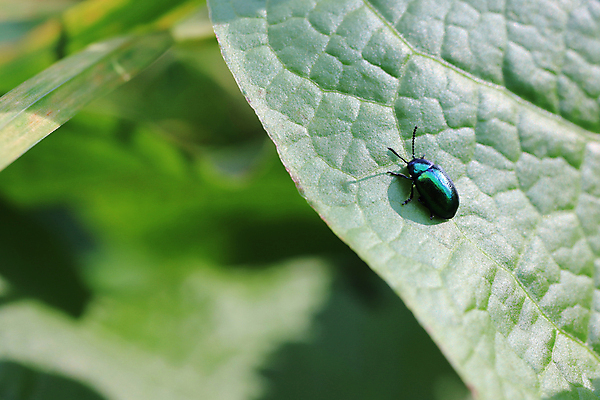 포토 JPG 해외이미지 식물 꽃 자연 사람없음 초록색 정원 봄 개화 해외포토 계절 컬러 생태계 파일형식 이미지허브