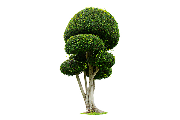 포토 JPG 해외이미지 나무 식물 디자인 계절 화분 화초 줄기 백그라운드 낙엽 잎 일러스트 자연 추상 주택 손바닥 풍경 사람없음 내부 장식 초록색 여름 환경 정원 봄 성장 흰색 나뭇가지 냄비 숲 수집 오브젝트 에코 원예 내추럴 고립 생태학 엘리먼트 그리너리 해외포토 손 교육 컬러 무늬 취미 건물 솥 생태계 파일형식 트랜드컬러 이미지허브