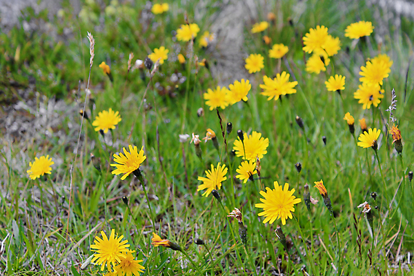 포토 JPG 해외이미지 식물 꽃잎 꽃 곤충 꽃무늬 밭 자연 산 따뜻함 노르웨이 사람없음 야외 초록색 여름 컬러풀 노란색 정원 맑음 봄 들꽃 성장 벚꽃 개화 민들레 꿀 내추럴 해외포토 동물 계절 유럽 컬러 무늬 농업 날씨 생태계 파일형식 이미지허브