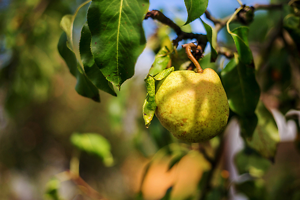 포토 JPG 해외이미지 나무 식물 음식 잎 농업 과일 자연 매달리기 건강 사람없음 야외 초록색 농장 노란색 정원 봄 수확 성장 나뭇가지 시골 신선 선택 달콤 맛 먹기 유기농 블러 숙성 영양분 채식주의자 세련 해외포토 웰빙 계절 산업 컬러 컨셉 모션 생태계 채식 파일형식 이미지허브