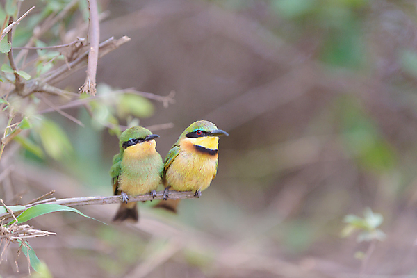포토 JPG 해외이미지 동물 유럽 야생동물 날개 자연 조류 병아리 사랑 사람없음 빨간색 초록색 파란색 노란색 환경 봄 자유 흰색 벌 깃털 부리 육식동물 글라이더 동물상 수유 해외포토 계절 감정 나라 컬러 곤충 컨셉 조형물 생태계 파일형식 이미지허브