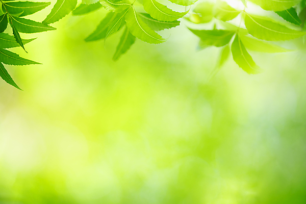 포토 JPG 해외이미지 백그라운드 잎 자연 벽지 사람없음 초록색 해외포토 식물 컬러 생태계 파일형식 이미지허브