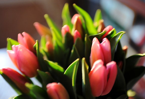 포토 JPG 해외이미지 손 꽃 꽃다발 백그라운드 꽃무늬 자연 관리 선물 사람없음 장식 빨간색 초록색 컬러풀 노란색 봄 튤립 벚꽃 흰색 축하 신선 잡기 다발 고립 해외포토 식물 계절 컬러 컨셉 무늬 모션 신체부위 생태계 파일형식 이미지허브