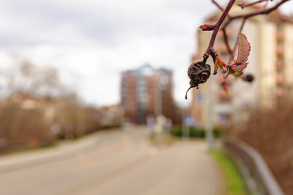 포토 JPG 해외이미지 식물 계절 열매 잎 다이어트 과일 자연 건조 독일 사람없음 가로 약 장미 고요 닫기 소프트포커스 엉덩이 허브 관목 날것 향 썩음 채식주의자 해외포토 나무 꽃 유럽 의학 모션 촬영기법 건강 신체부위 생태계 채식 파일형식 이미지허브