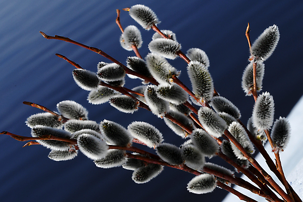 포토 JPG 해외이미지 식물 자연 사람없음 새싹 봄 개화 버드나무 총쏘기 해외포토 나무 계절 꽃 모션 생태계 파일형식 이미지허브