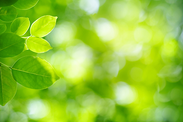 포토 JPG 해외이미지 나무 식물 계절 백그라운드 컨셉 잎 패턴 자연 벽지 추상 잔디 사람없음 초록색 빛 컬러풀 햇빛 태양 우주 환경 정원 맑음 봄 성장 신선 숲 질감 보케 부드러움 내추럴 블러 생태학 지구의날 카피스페이스 그리너리 효과 해외포토 자연요소 교육 기념일 컬러 무늬 날씨 공백 감각 생태계 파일형식 트랜드컬러 이미지허브