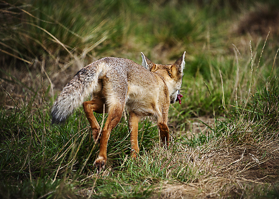 포토 JPG 해외이미지 동물 응시 아시아 야생동물 2 포유류 자연 털 동물원 사람없음 환경 코트 흰색 황무지 보호 피부 호기심 코 여우 육식동물 사냥꾼 경보 해외포토 직업 시선 감정 나라 컬러 컨셉 신체부위 외투 생태계 파일형식 이미지허브