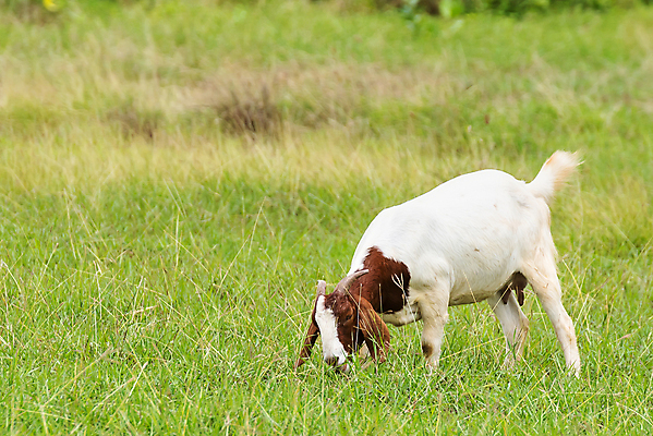 포토 JPG 해외이미지 동물 행복 백그라운드 밭 농업 포유류 태국 자연 염소 사람없음 야외 초록색 여름 컬러풀 농장 농경지 걷기 마을 환경 가축 목장 농촌 시골 신선 그룹 양치기 군중 방목 땅 먹기 내추럴 밭일 수유 찰과상 해외포토 직업 계절 감정 산업 아시아 컬러 모션 사람 축산업 상처 생태계 파일형식 이미지허브