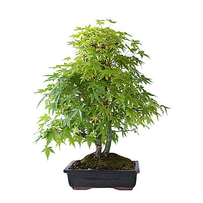 포토 JPG 해외이미지 나무 식물 디자인 계절 아시아 문화 화초 선 백그라운드 잎 꽃무늬 불교 자연 미술 동양인 사람없음 장식 초록색 컬러풀 평화 일본 중국 봄 미니어처 성장 신선 도자기 사발 우아함 냄비 심볼 분재 난쟁이 고립 심기 옛날 해외포토 꽃 나라 종교 컬러 컨셉 무늬 모션 문화예술 인종 모형 사기그릇 솥 생태계 파일형식 이미지허브