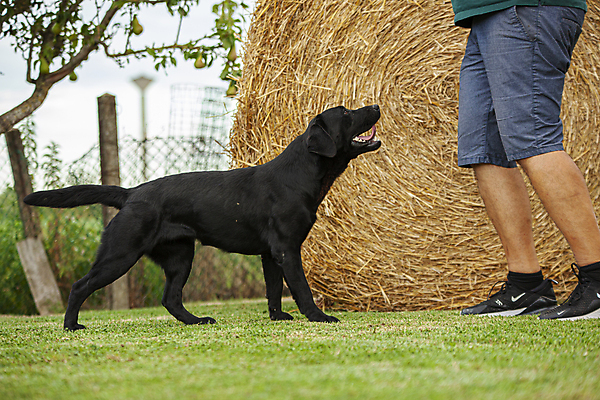 포토 JPG 해외이미지 동물 백인 1 응시 공원 여자 행복 포즈 백그라운드 포유류 자연 사람 앉기 성인 사람없음 야외 반려동물 노란색 우정 흰색 표현 개 리트리버 강아지 래브라도리트리버 송곳니 고립 기르기 동반자 유래 해외포토 서양인 시선 공공시설 감정 컬러 모션 친구 치아 생태계 돌봄 파일형식 이미지허브