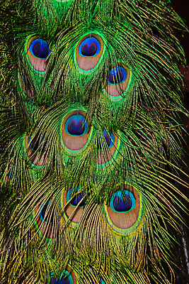 포토 JPG 해외이미지 동물 디자인 남자 야생동물 백그라운드 패턴 자연 조류 추상 사람없음 장식 초록색 파란색 컬러풀 활발 우아함 깃털 묘사 질감 꼬리 내추럴 터키석 해외포토 컬러 컨셉 무늬 사람 보석 생태계 파일형식 이미지허브