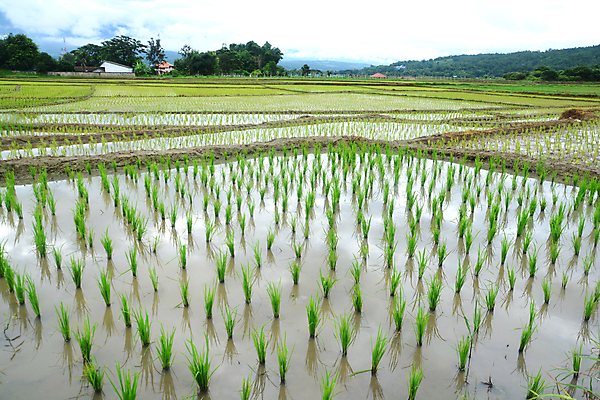 포토 JPG 해외이미지 전통 계절 아시아 문화 음식 백그라운드 패턴 농업 자연 밥 산 주택 풍경 사람없음 초록색 여름 농작물 농장 환경 중국 수확 시골 낟알 땅 시리얼 언덕 원예 발리 인도네시아 내추럴 논밭 밭일 숙성 인도차이나반도 세련 해외포토 나라 산업 컬러 섬 무늬 밭 논 취미 건물 생태계 파일형식 이미지허브