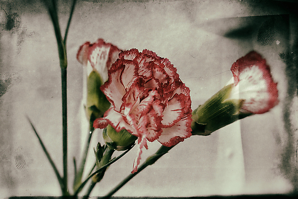 포토 JPG 해외이미지 식물 꽃잎 꽃 분홍색 꽃다발 백그라운드 잎 꽃무늬 자연 선물 사랑 사람없음 초록색 봄 수확 벚꽃 흰색 축하 신선 오리지널 흥미 해외포토 계절 감정 컬러 컨셉 무늬 농업 생태계 파일형식 이미지허브