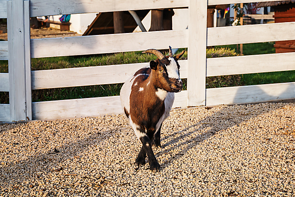 포토 JPG 해외이미지 동물 행복 밭 농업 포유류 자연 하늘 염소 사람없음 야외 목재 울타리 농장 가축 시골 방목 네덜란드 미니 밭일 반추동물 해외포토 나무 감정 유럽 산업 재료 담장 축산업 생태계 파일형식 이미지허브