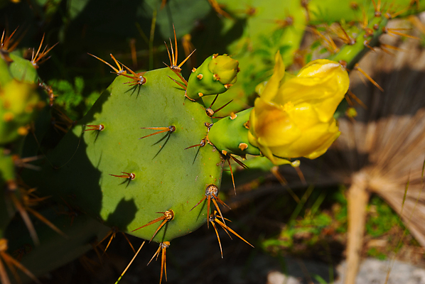 포토 JPG 해외이미지 나무 식물 꽃 실루엣 백그라운드 잎 꽃무늬 패턴 자연 추상 멕시코 선인장 프레임 건조 미술 사람없음 초록색 여름 컬러풀 태양 유행 정원 사막 수확 성장 벚꽃 뜨거움 가시 닫기 척추 질감 날카로움 유카탄 스파이크 돌봄 이국적 해외포토 자연요소 계절 컬러 북아메리카 무늬 농업 모션 문화예술 뼈 촬영기법 생태계 파일형식 이미지허브