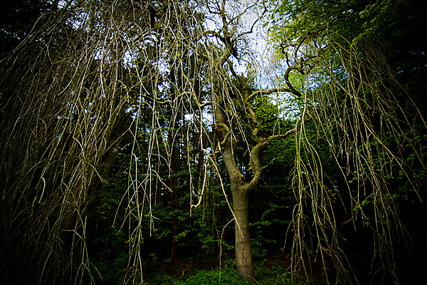 포토 JPG 해외이미지 나무 계절 지구 잎 겨울 오렌지 자연 추상 영국 잉글랜드 사람없음 초록색 여름 갈색 걷기 맑음 흙 하이킹 가을 나뭇가지 시골 황금 구부린 숲 역동적 보케 내추럴 해외포토 식물 유럽 컬러 컨셉 무늬 과일 모션 레저 날씨 생태계 파일형식 이미지허브